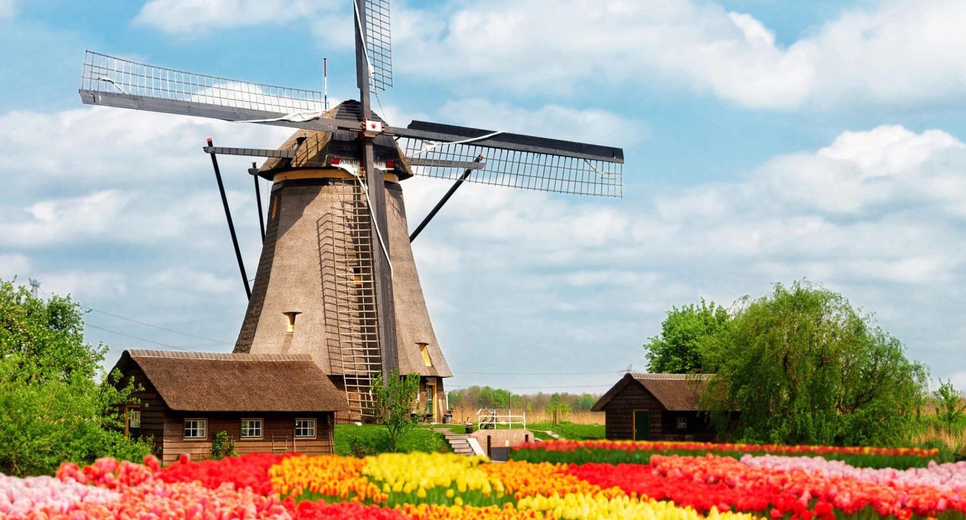 A traditional Dutch windmill with a thatched roof surrounded by colorful tulip fields